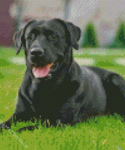 Black Labrador Diamond Painting