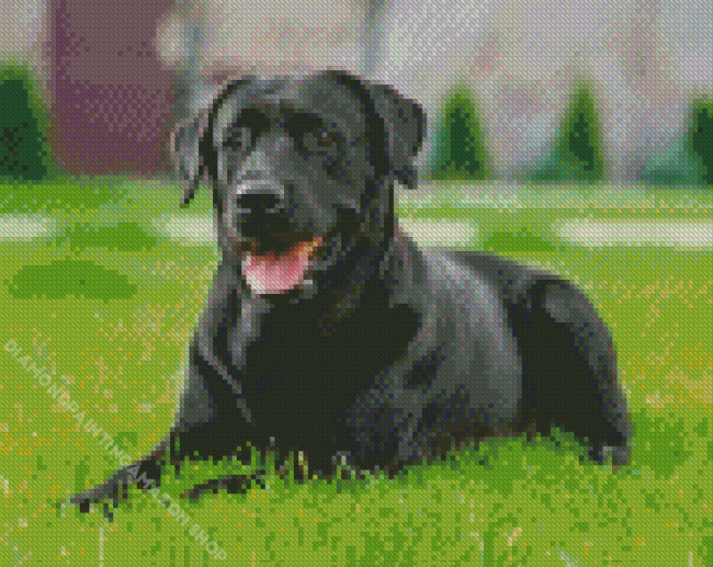 Black Labrador Diamond Painting