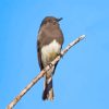 Black Phoebe Diamond Painting