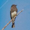 Black Phoebe Diamond Painting