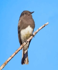 Black Phoebe Diamond Painting