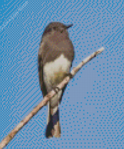 Black Phoebe Diamond Painting