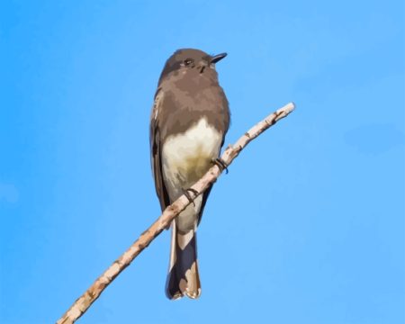 Black Phoebe Diamond Painting
