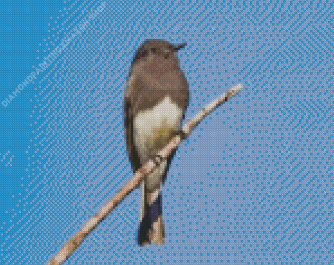 Black Phoebe Diamond Painting