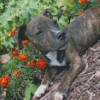 Brindle Pitbull Puppy Diamond Painting