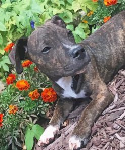 Brindle Pitbull Puppy Diamond Painting