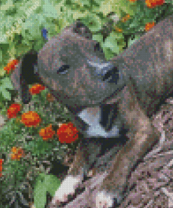 Brindle Pitbull Puppy Diamond Painting