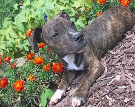 Brindle Pitbull Puppy Diamond Painting