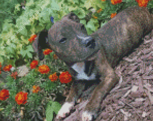 Brindle Pitbull Puppy Diamond Painting