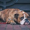 Brown Old English Bulldog Diamond Painting