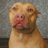 Brown Pitbull Dog Diamond Painting