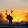 Bushy Park Deer Silhouette Diamond Painting