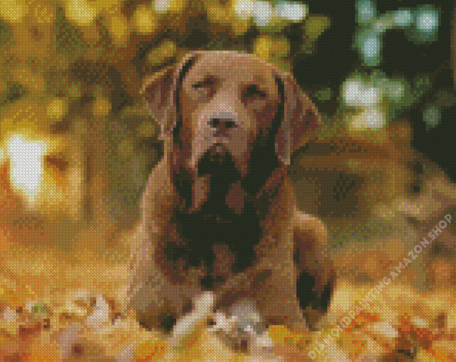 Chesapeake Bay Retriever Dog Diamond Painting