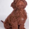 Chocolate Cockapoo Dog Diamond Painting