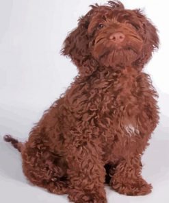 Chocolate Cockapoo Dog Diamond Painting