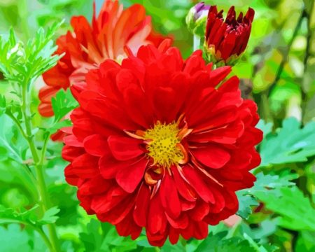 Chrysanthemum Morifolium Flower Diamond Painting