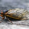 Cicadas Insect Diamond Painting