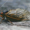 Cicadas Insect Diamond Painting