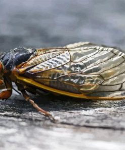 Cicadas Insect Diamond Painting