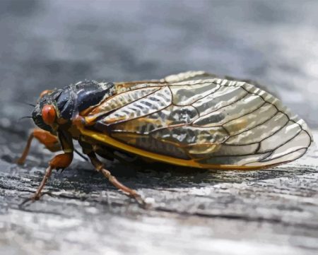 Cicadas Insect Diamond Painting