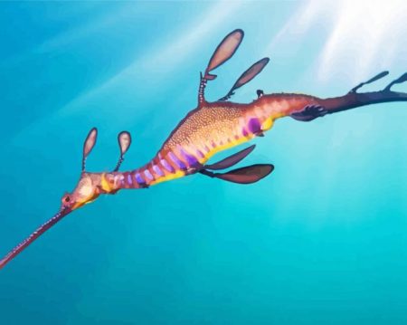 Common Seadragon Diamond Painting
