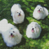 Coton De Tulear Dogs Diamond Painting