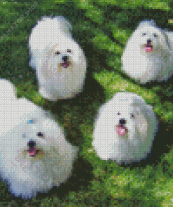 Coton De Tulear Dogs Diamond Painting