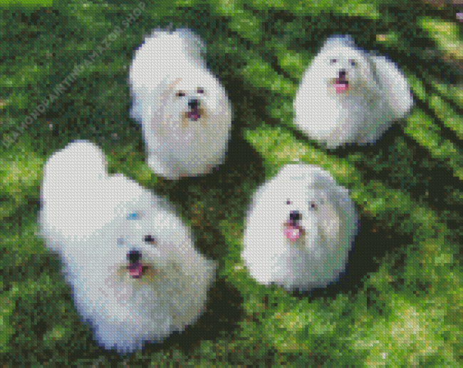 Coton De Tulear Dogs Diamond Painting