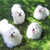 Coton De Tulear Dogs Diamond Painting