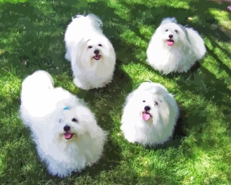 Coton De Tulear Dogs Diamond Painting