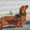 Long haired Dachshund Diamond Painting