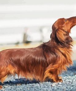 Long haired Dachshund Diamond Painting