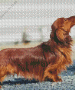 Long haired Dachshund Diamond Painting