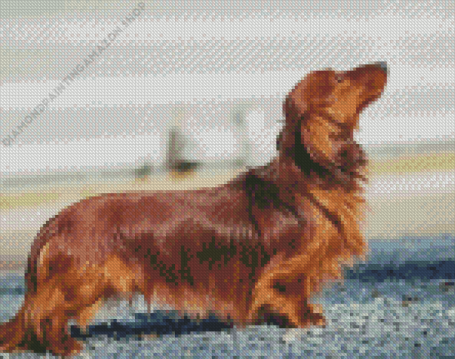 Long haired Dachshund Diamond Painting