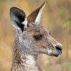 Eastern Grey Kangaroo Diamond Painting