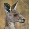 Eastern Grey Kangaroo Diamond Painting