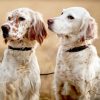 English Setter Puppies Diamond Painting