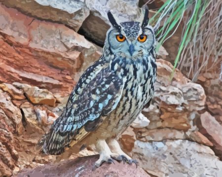 Eurasian Eagle Owl Birds Diamond Painting