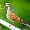 European Turtle Dove Diamond Painting