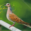 European Turtle Dove Diamond Painting