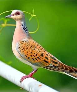 European Turtle Dove Diamond Painting