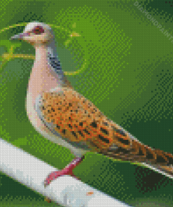 European Turtle Dove Diamond Painting