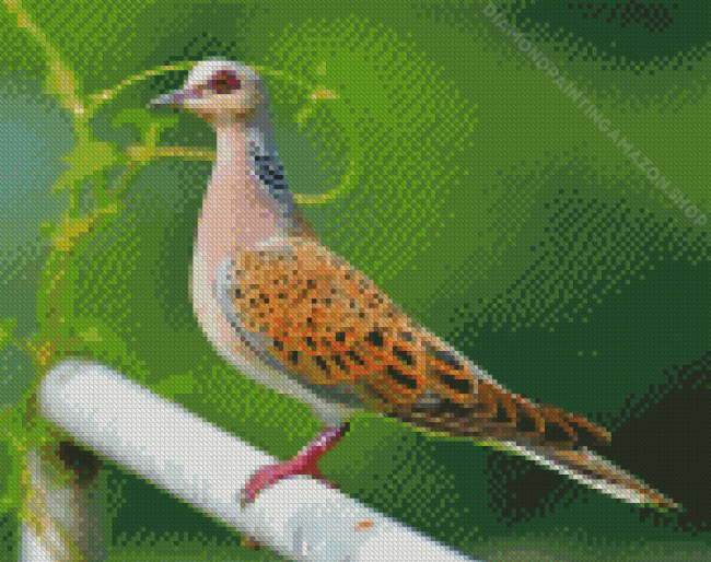 European Turtle Dove Diamond Painting