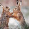 Fighting Hares Diamond Painting