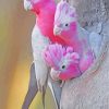 Galah Family Diamond Painting