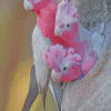 Galah Family Diamond Painting