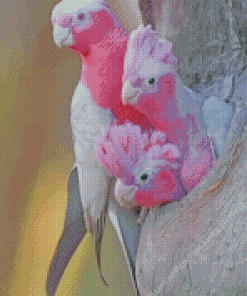 Galah Family Diamond Painting