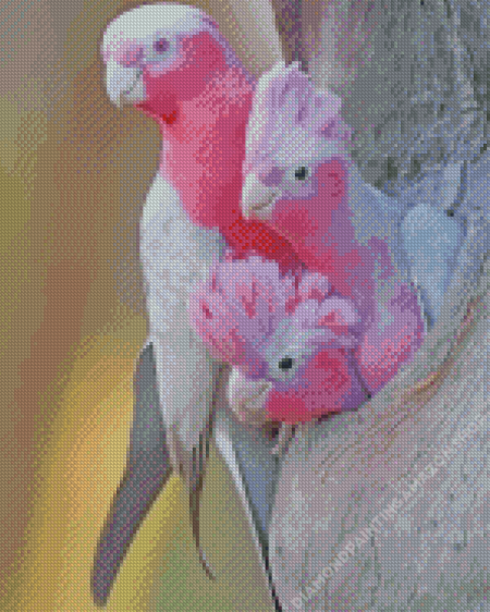 Galah Family Diamond Painting