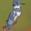 Grey Belted Kingfisher Bird Diamond Painting