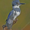 Grey Belted Kingfisher Bird Diamond Painting